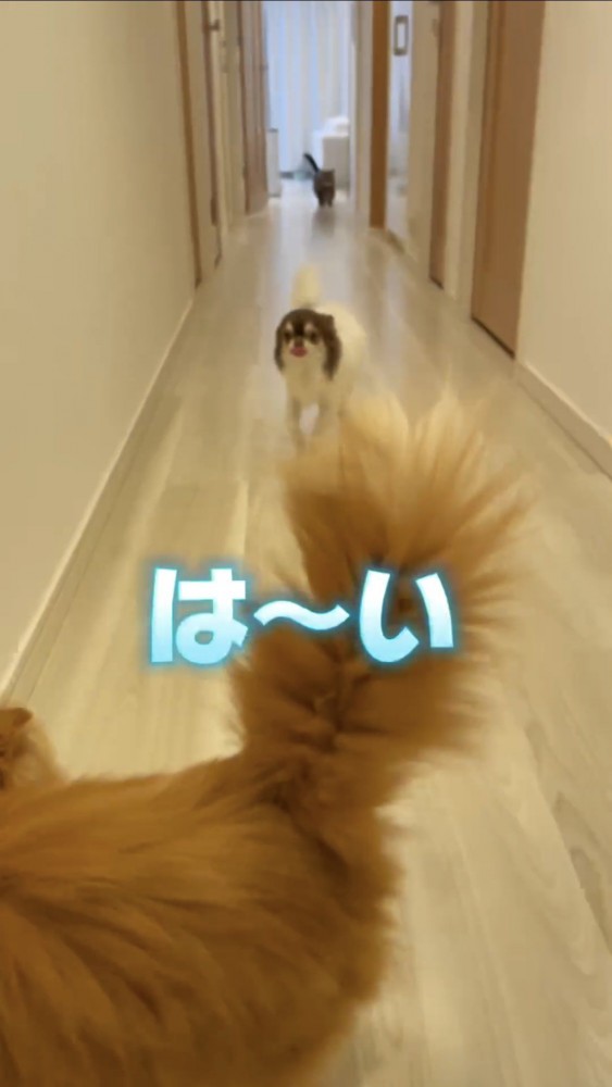 廊下を走る犬