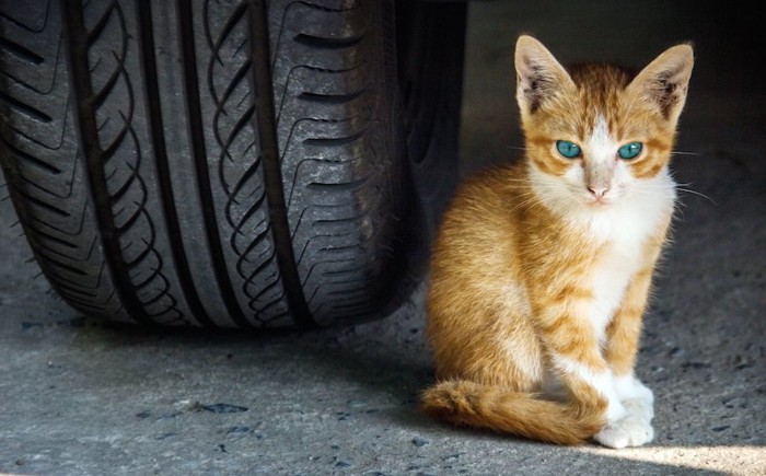 車のタイヤの横に座る子猫