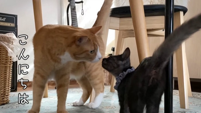 鼻を近づける2匹の猫