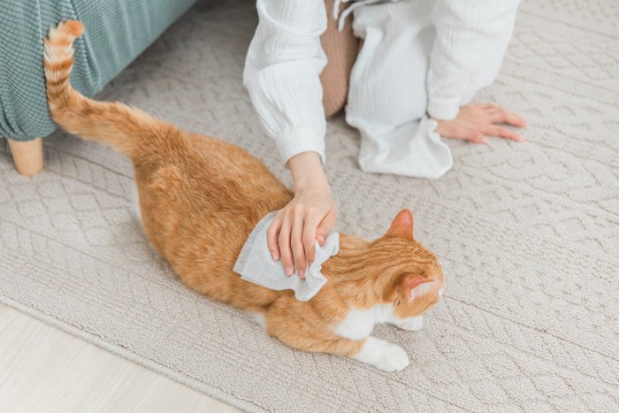 シャンプータオルで拭かれる猫