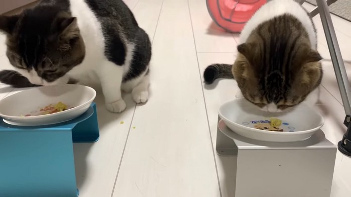 さつまいもを食べる2匹の猫
