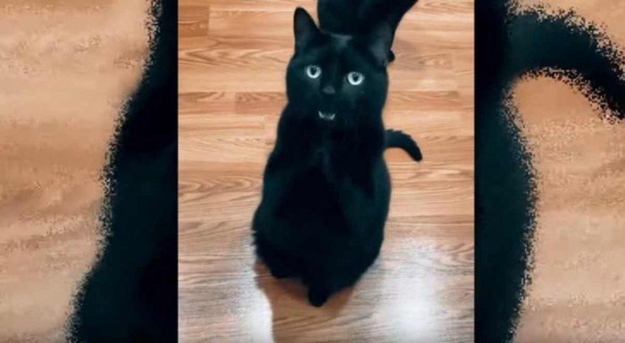 床の上に黒猫