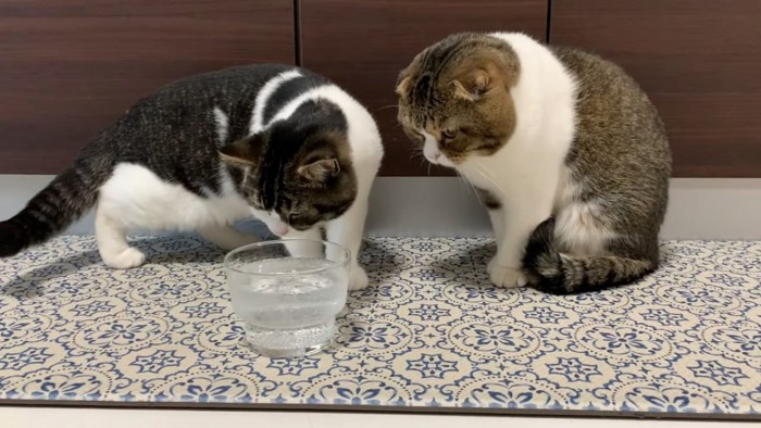 グラスを見る2匹の猫