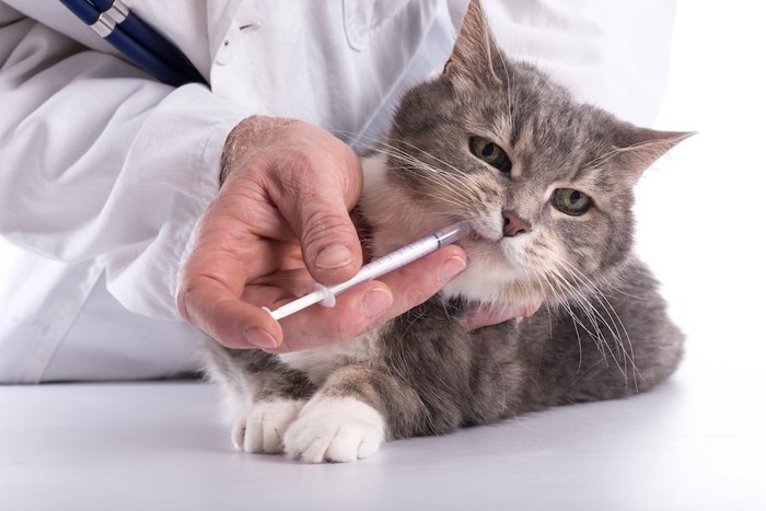 獣医師に薬を投与されている猫