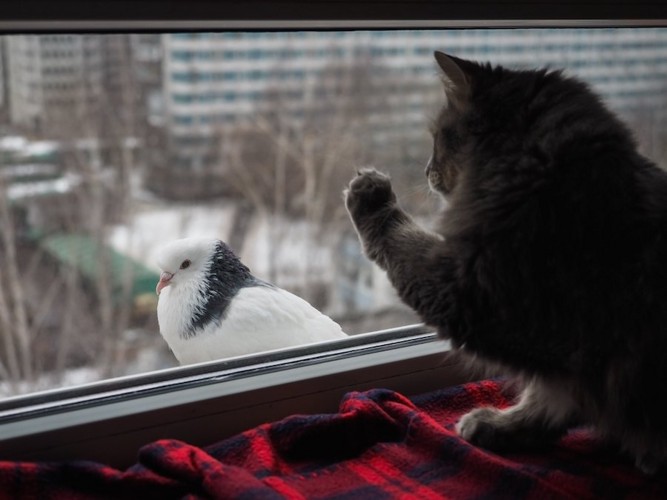 窓の外の鳥を狙う猫