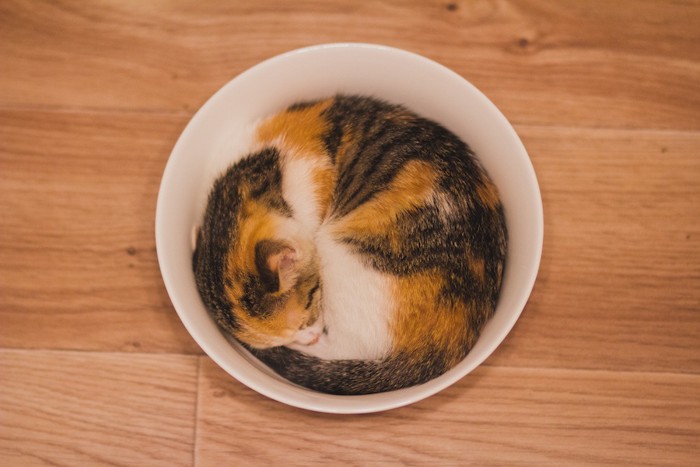 ボウルの中で丸くなって眠る猫