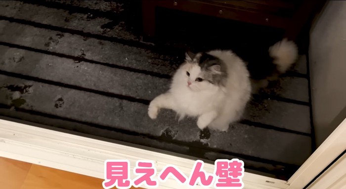 窓の前の猫