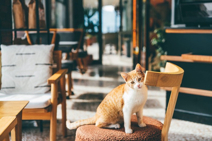 カフェ店内の椅子でくつろぐ猫