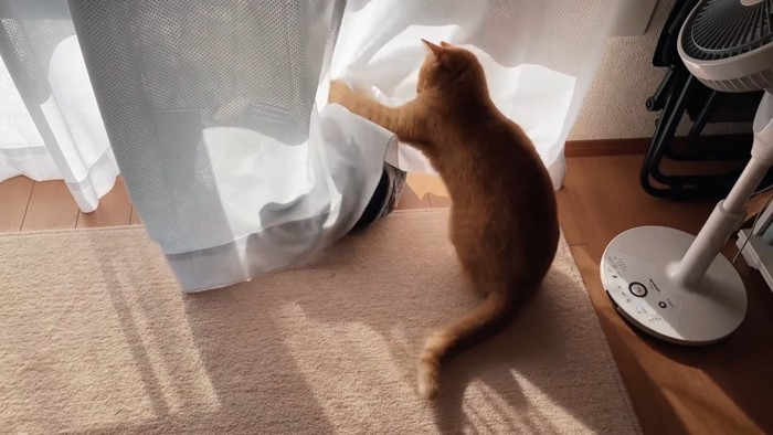 カーテンに猫パンチする猫