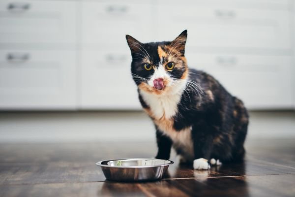 鼻を舐める猫と食器