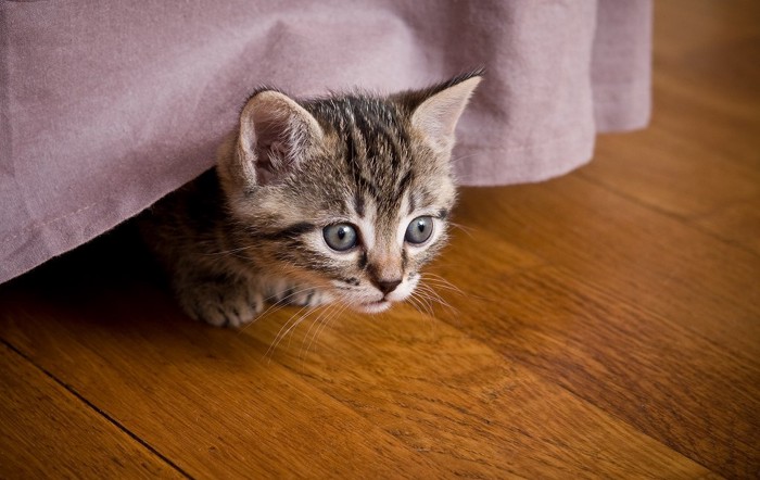 ベッドの下に逃げ込んだ猫