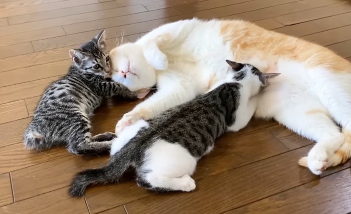 授乳中の子猫と猫にくっつく子猫