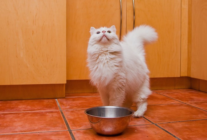 ご飯を待つ猫