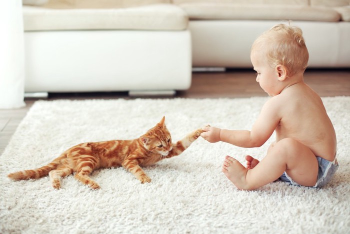 猫と握手する赤ちゃん