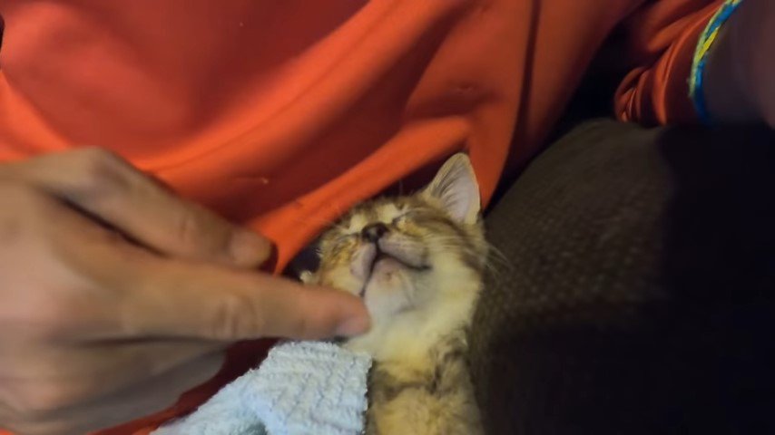 子猫の顎の下を撫でる手
