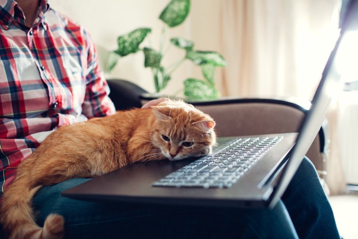 .パソコン作業中の飼い主の膝の上でくつろぐ猫