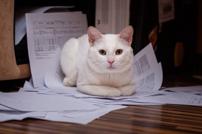 書類の上に座る猫