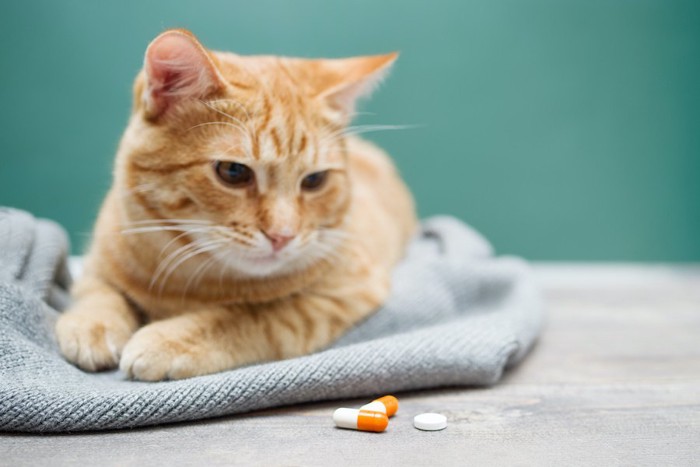 薬を見つめている猫