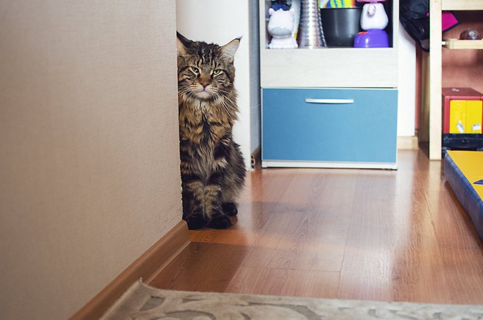 部屋の隅からこちらを見る猫