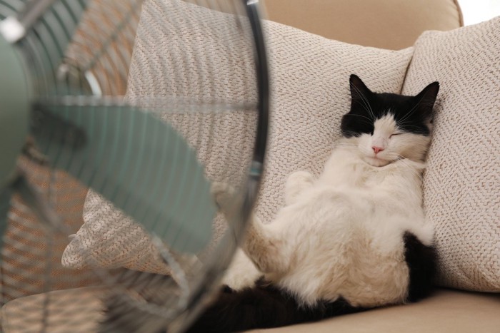 扇風機を前にソファでくつろぐ白黒猫