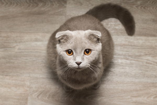 見つめる灰色の猫
