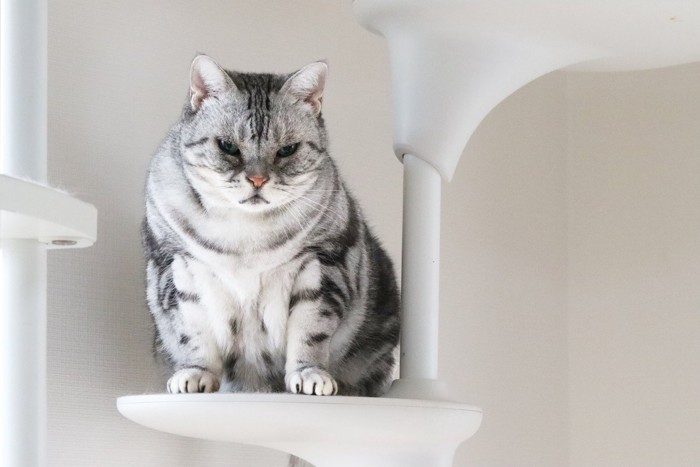 キャットタワーに乗っている猫