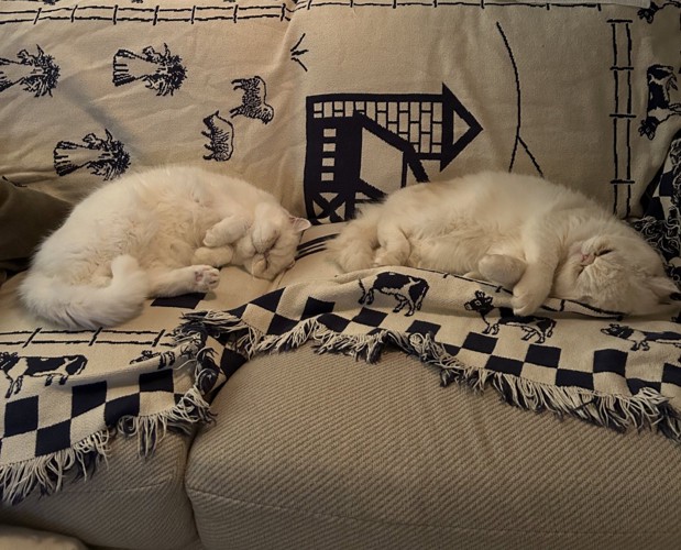 そっくりな寝相で眠る愛猫たち
