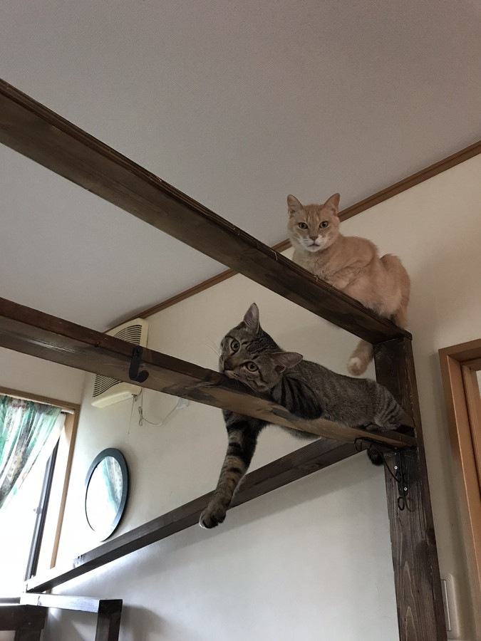 キャットタワーに上った猫