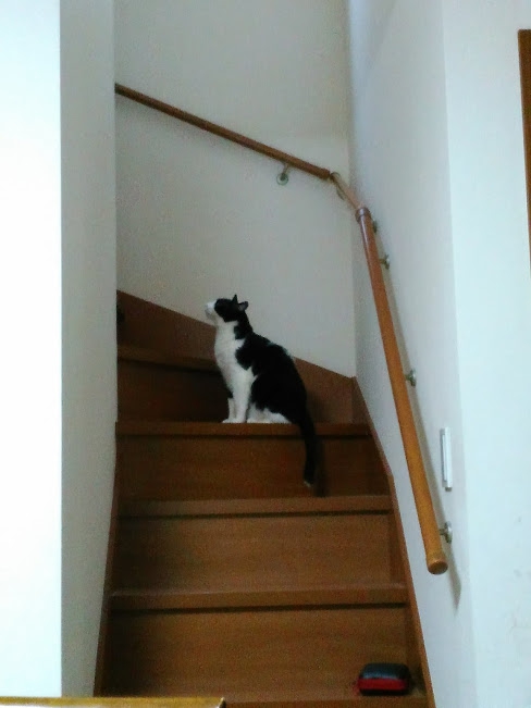 階段に居る猫
