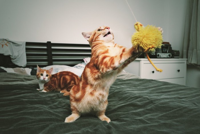 黄色いおもちゃを手でとらえる猫