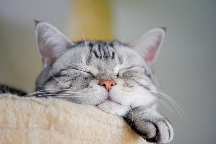 キャットタワーで眠る猫