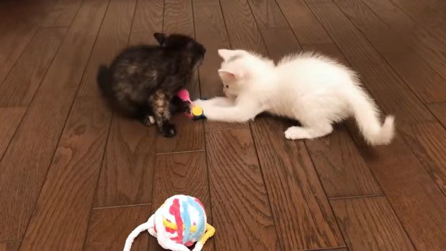 おもちゃを押さえる2匹の子猫
