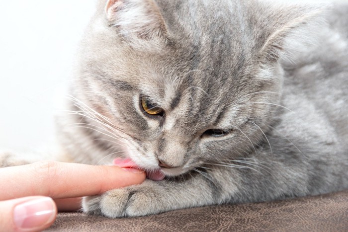 飼い主の指を舐める猫