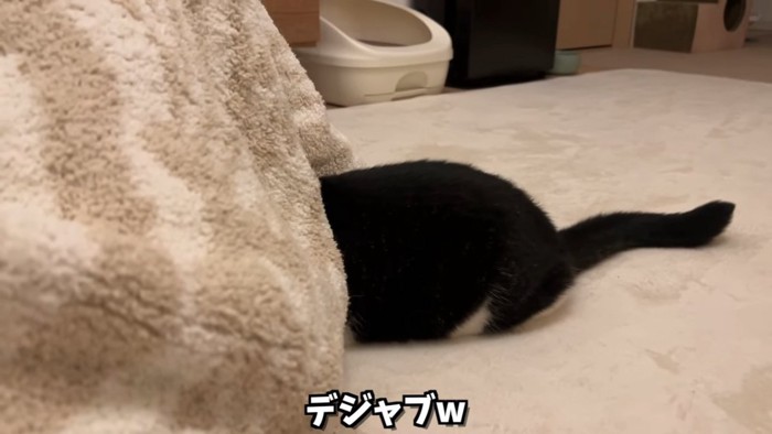 毛布から出てる猫の下半身