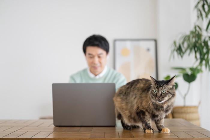 パソコン作業をする男性と猫