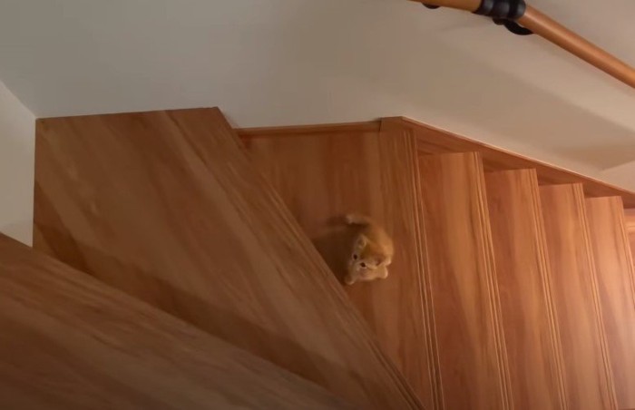 階段の途中にいる子猫