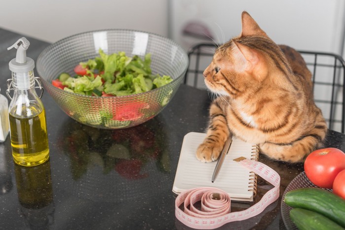 サラダレシピを考える猫