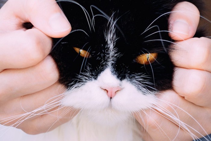 猫の顔を包む人の手
