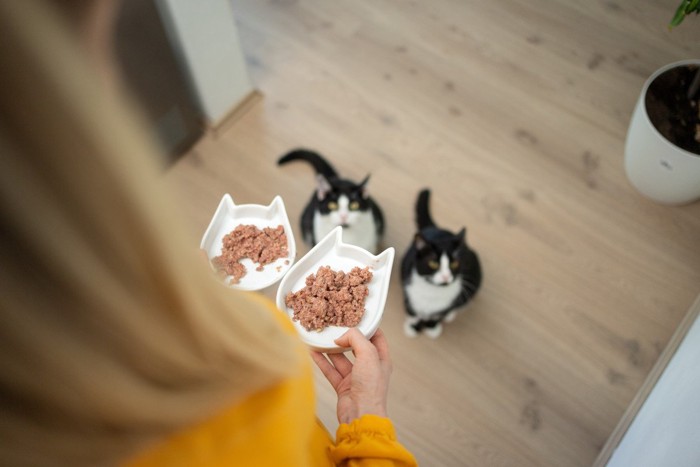 ご飯をもらう猫