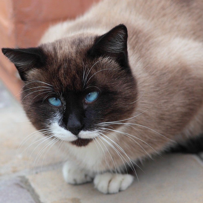 青い目の斜視の猫