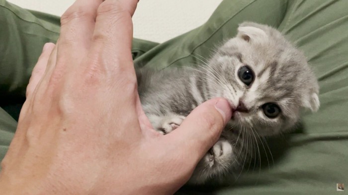 親指を噛む子猫