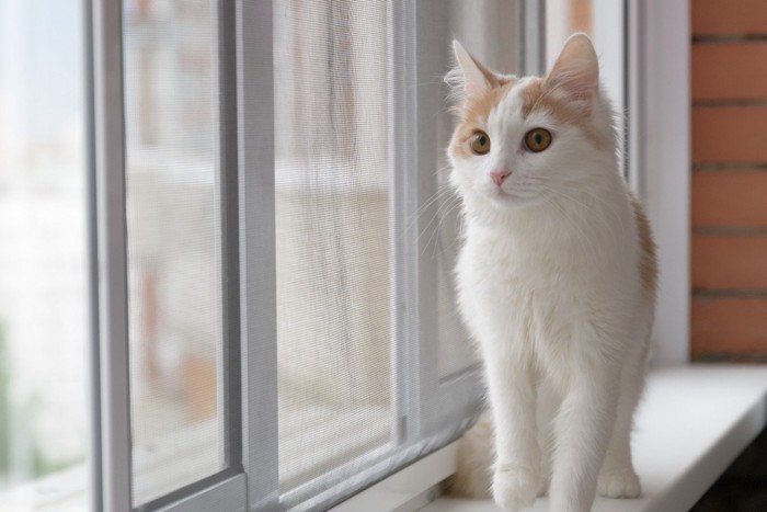 窓際に立つ猫