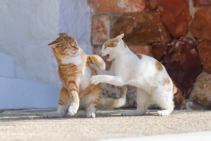 喧嘩をする2匹の猫