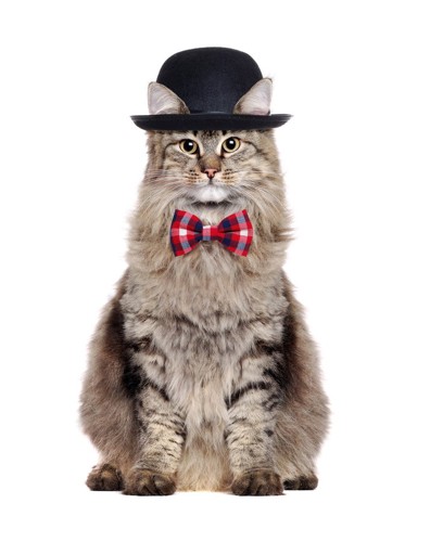紳士な服の猫