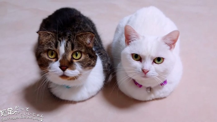並んで座る2匹の猫
