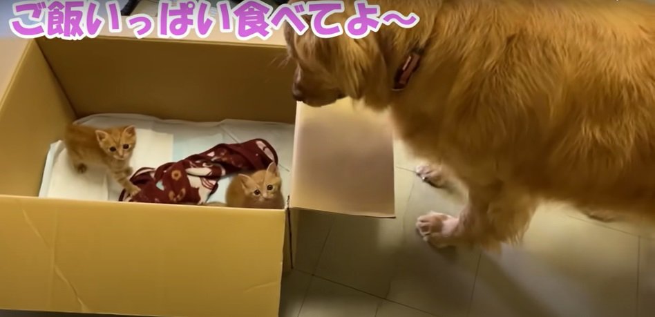 箱の中の子猫と犬