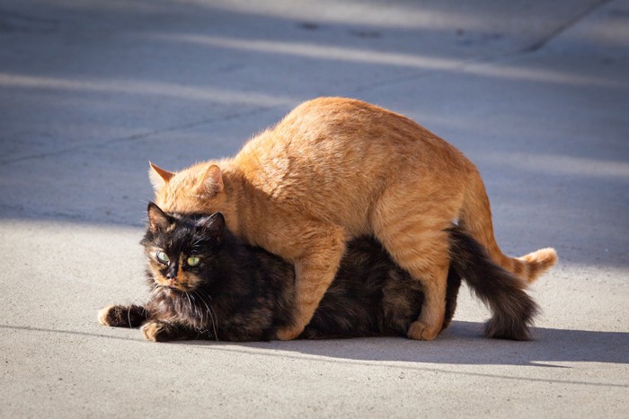 交尾のような姿勢をとる二匹の猫