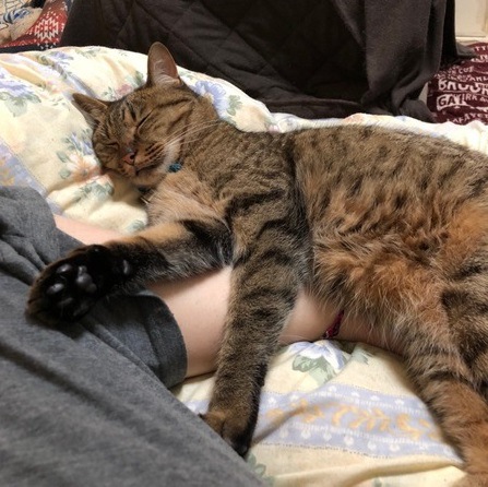 人の足の上で寝る猫