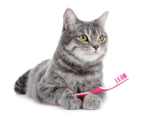 歯ブラシを持って伏せている猫
