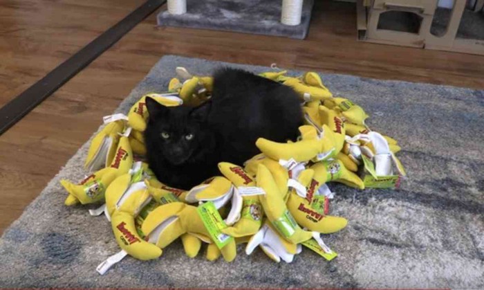 バナナの上に座る黒猫